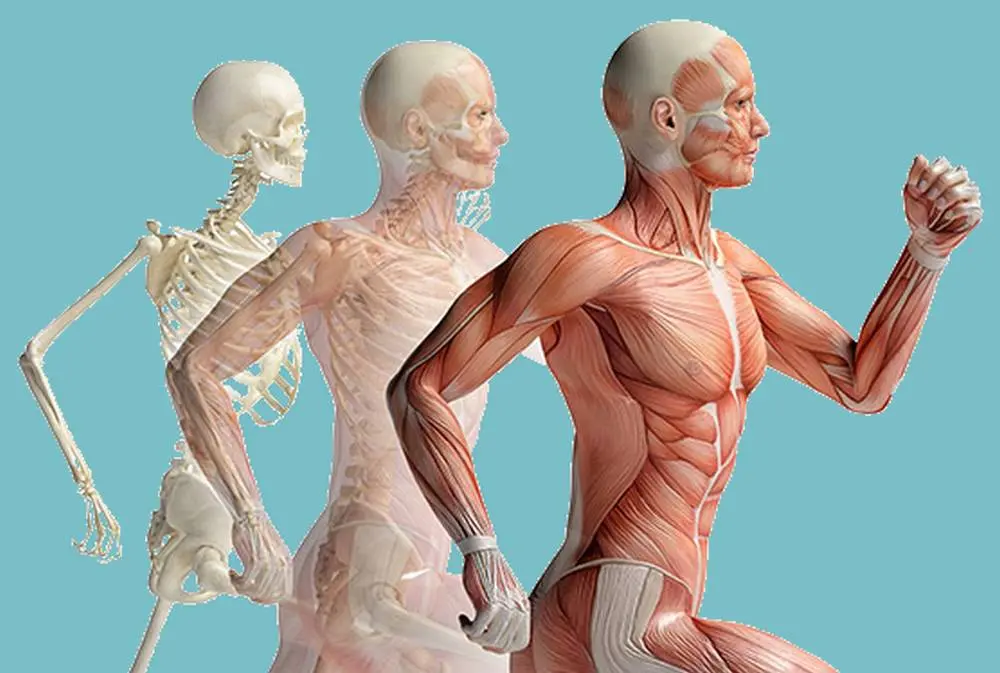 L'appareil locomoteur - Anatomie physiologie du corps humain - sur le blog de Santé et bien-être
