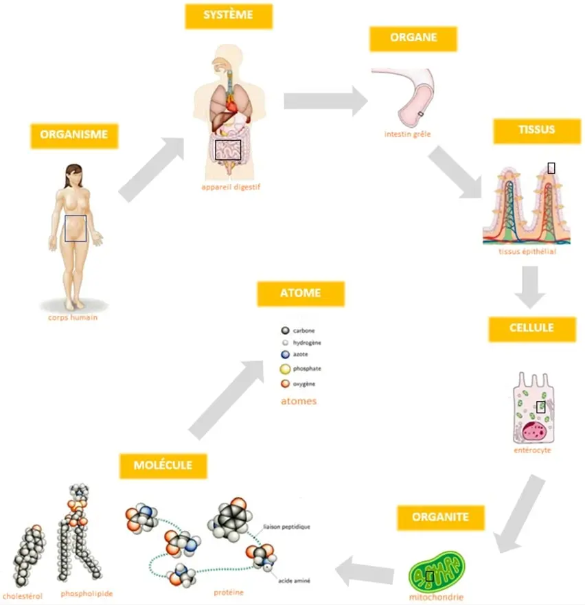 Le concept de la physiologie - Anatomie physilogie du corps humain - Sur le blog santé et bien-être