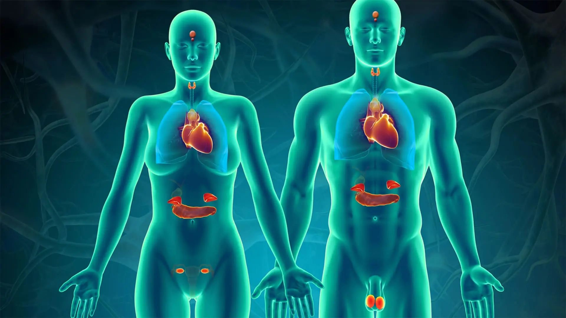 Le système endocrinien - Anatomie physiologiue