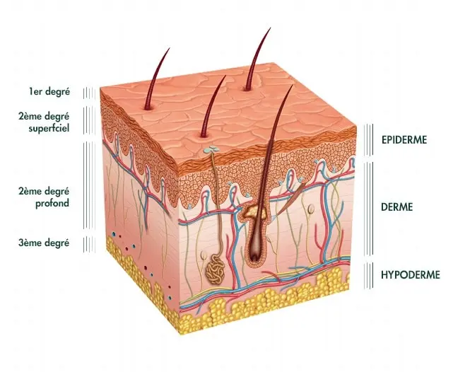 Le système tégumentaire - Anatomie physiologie du corps humain sur le blog de santé bien-être