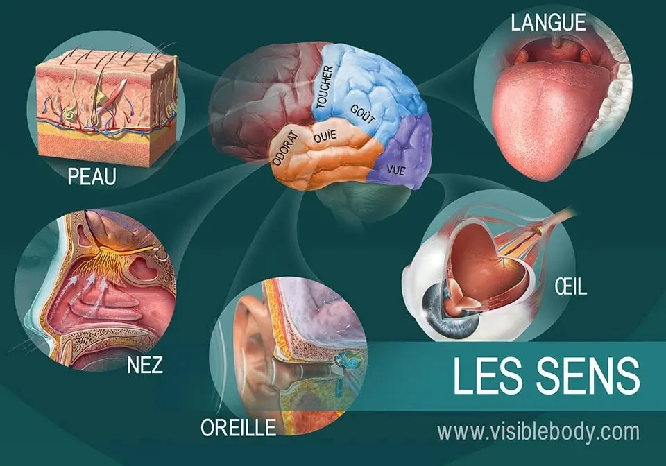 Les sens anatomie et physiologie du corps humain - Blog santé bien-être