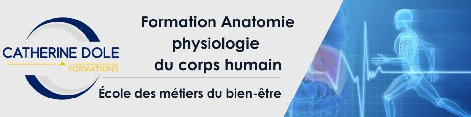 Pub avec le lien vers le site de l'école des métiers du bien-être pour la formation anatomie et physiologie du corps humain -Sur le blog santé et bien-être