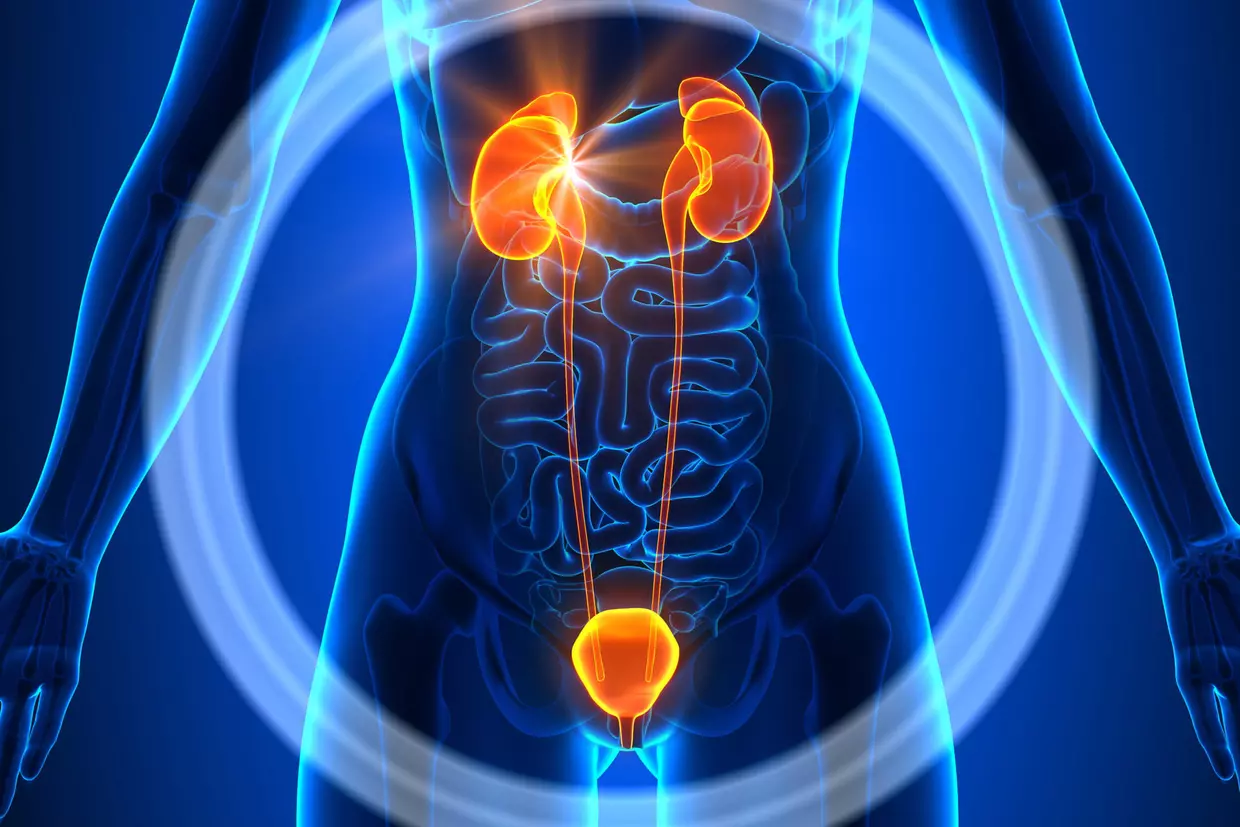 Le système urinaire - Anatomie physiologie du corps humain - Sur le blog de santé et bien-être