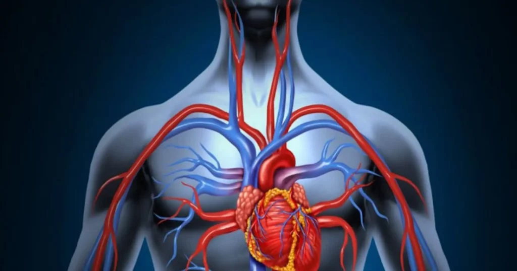 Le système cardio vasculaire - Anatomie et physiologie du corps humain