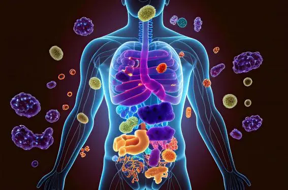 Le système immunitaire - Anatomie et physiologie du corps humain