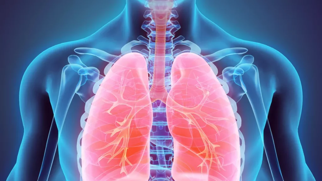 Le système respiratoire - Anatomie et physiologie du corps huimain