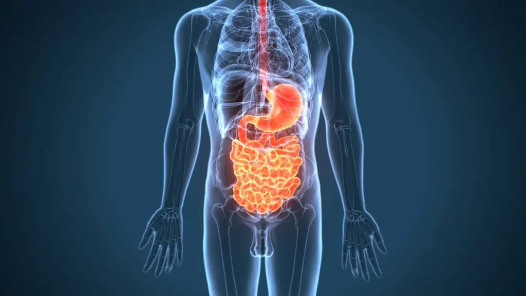 Le système digestif - Anatomie physiologie du corps humains