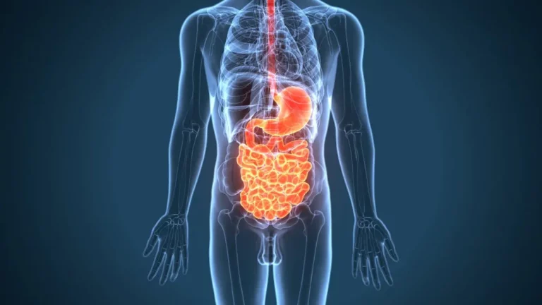 Le système digestif - Anatomie physiologie du corps humains