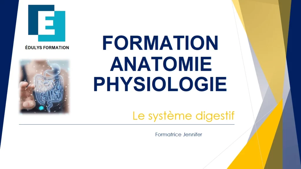 Système digestif - Cours anatomie physiologie du corps humain